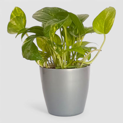 Green Money Plant