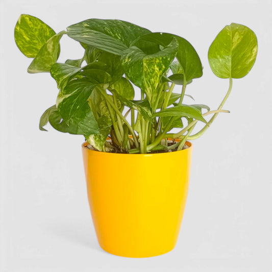 Green Money Plant