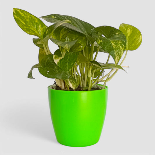 Green Money Plant