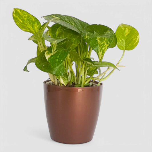 Green Money Plant