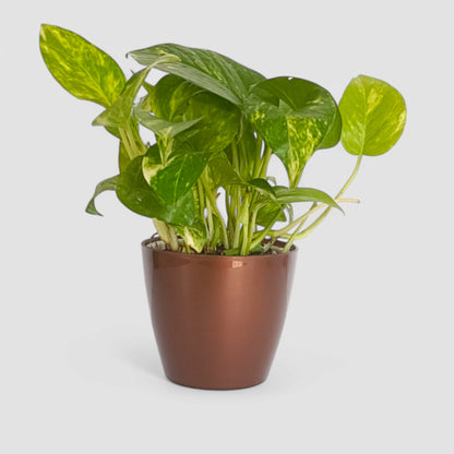 Green Money Plant