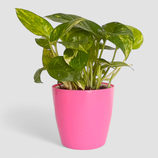 Green Money Plant