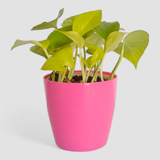 Golden Money Plant