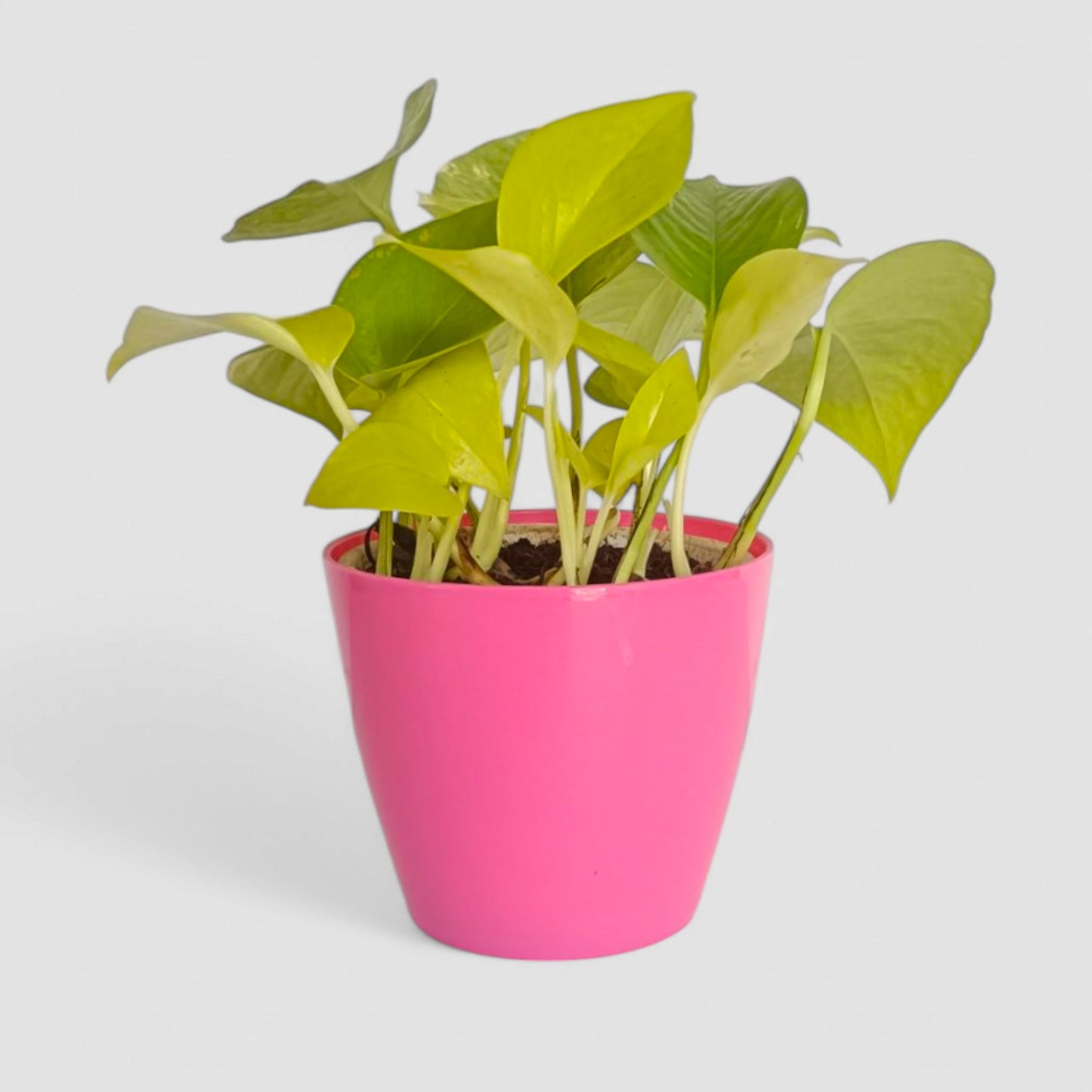 Golden Money Plant