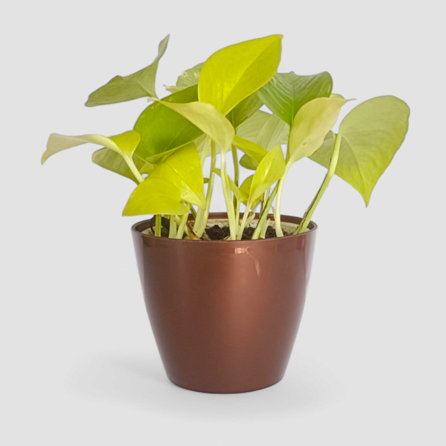 Golden Money Plant