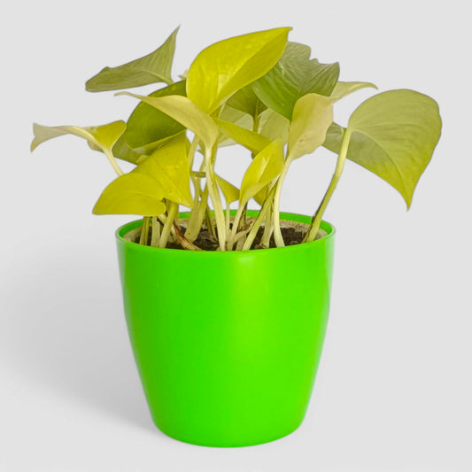 Golden Money Plant