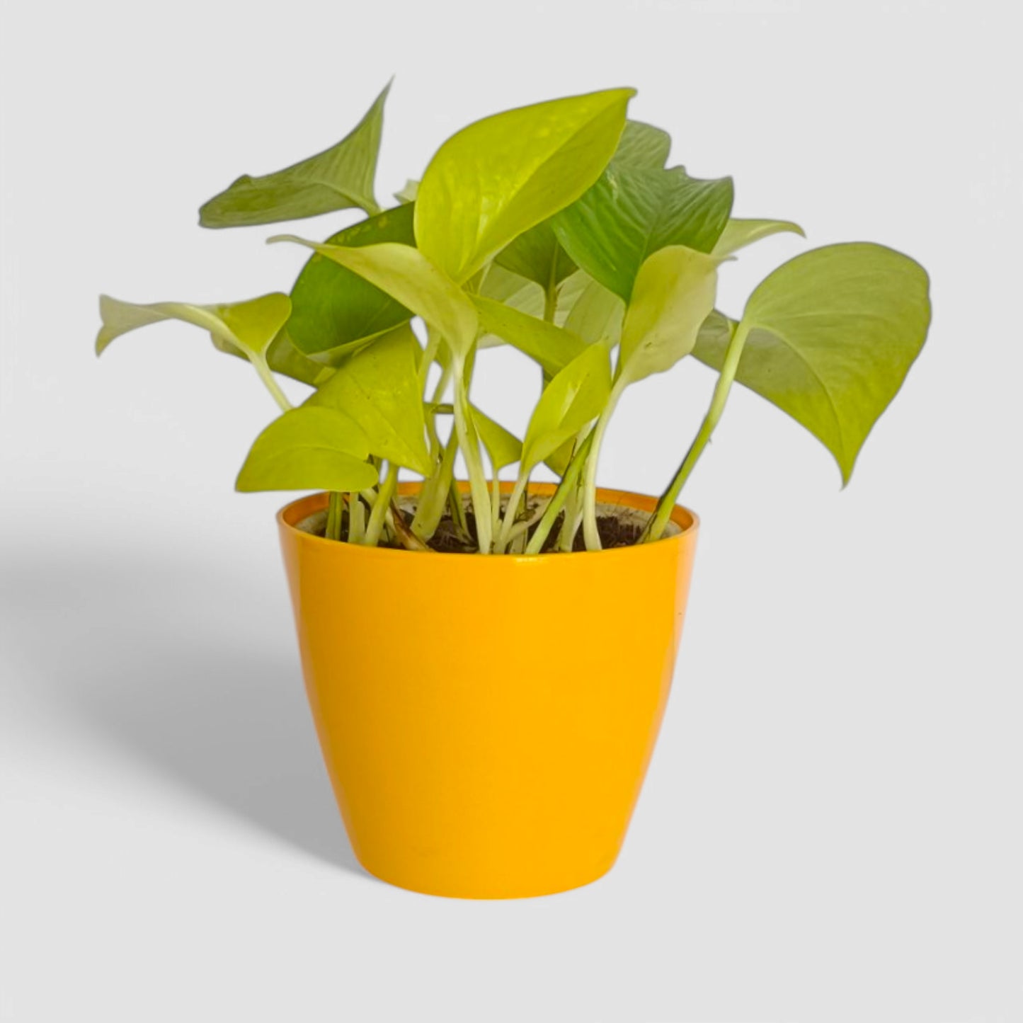 Golden Money Plant