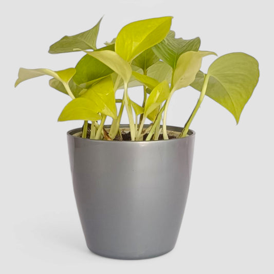 Golden Money Plant