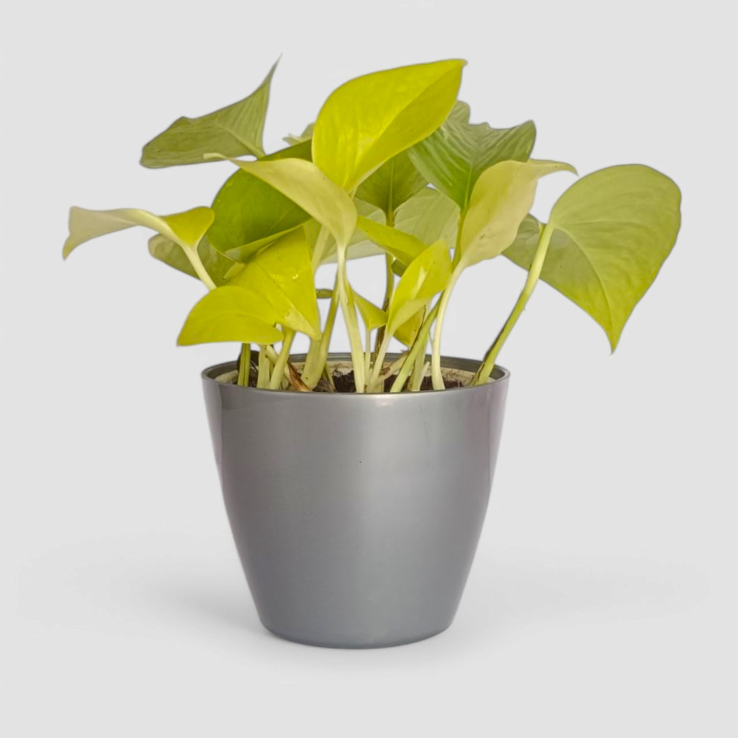 Golden Money Plant