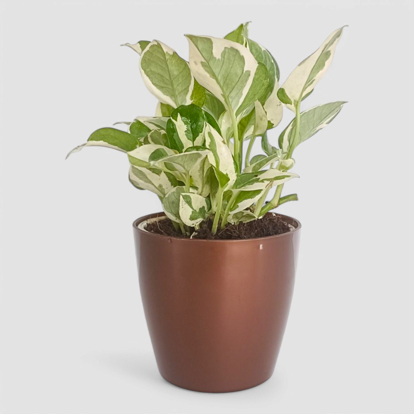 N'Joy Money Plant