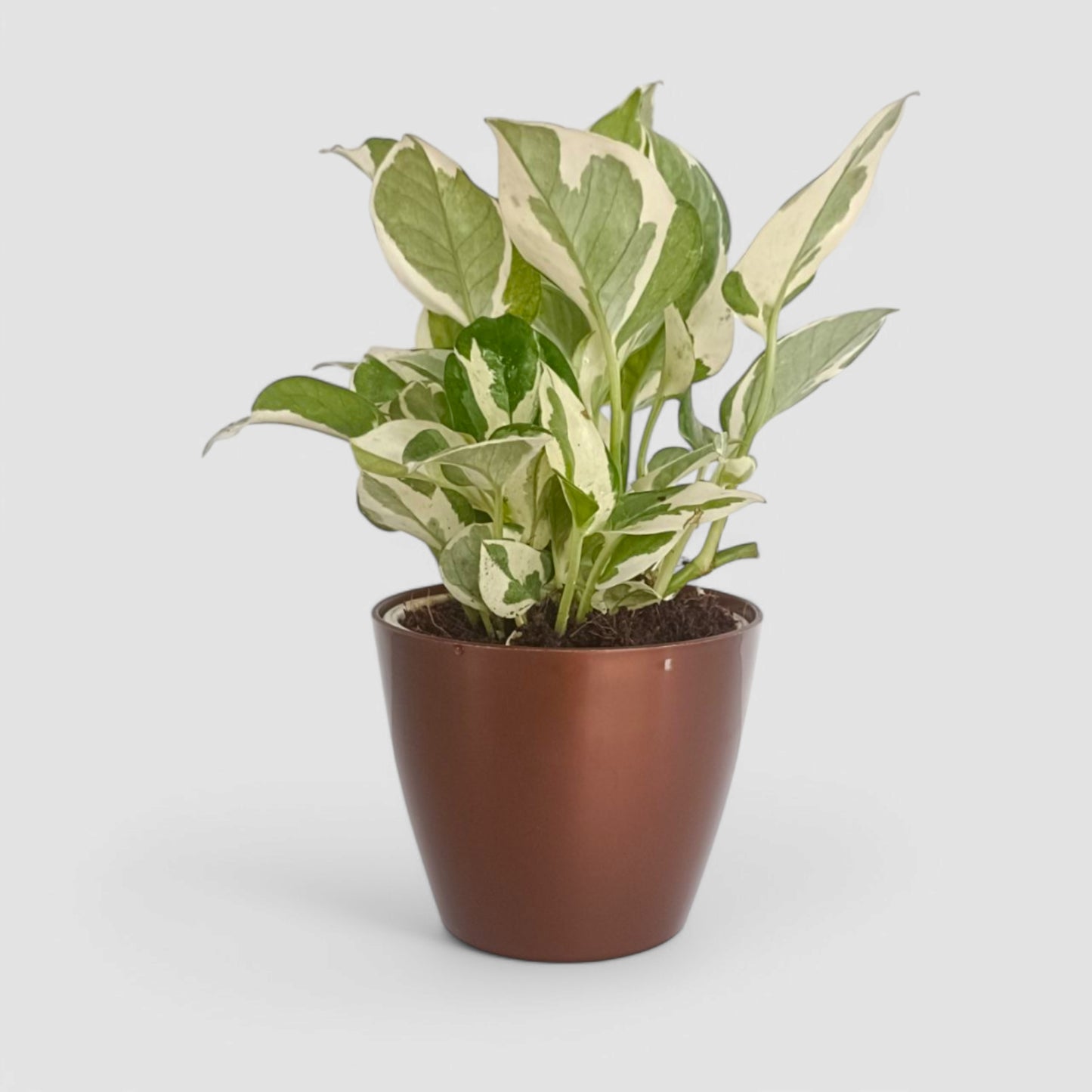 N'Joy Money Plant