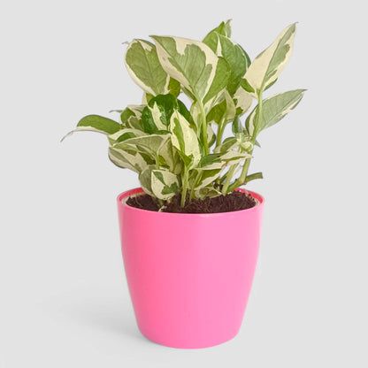 N'Joy Money Plant