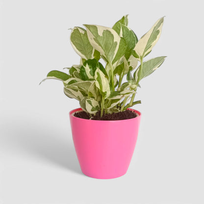 N'Joy Money Plant