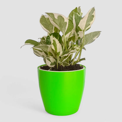 N'Joy Money Plant