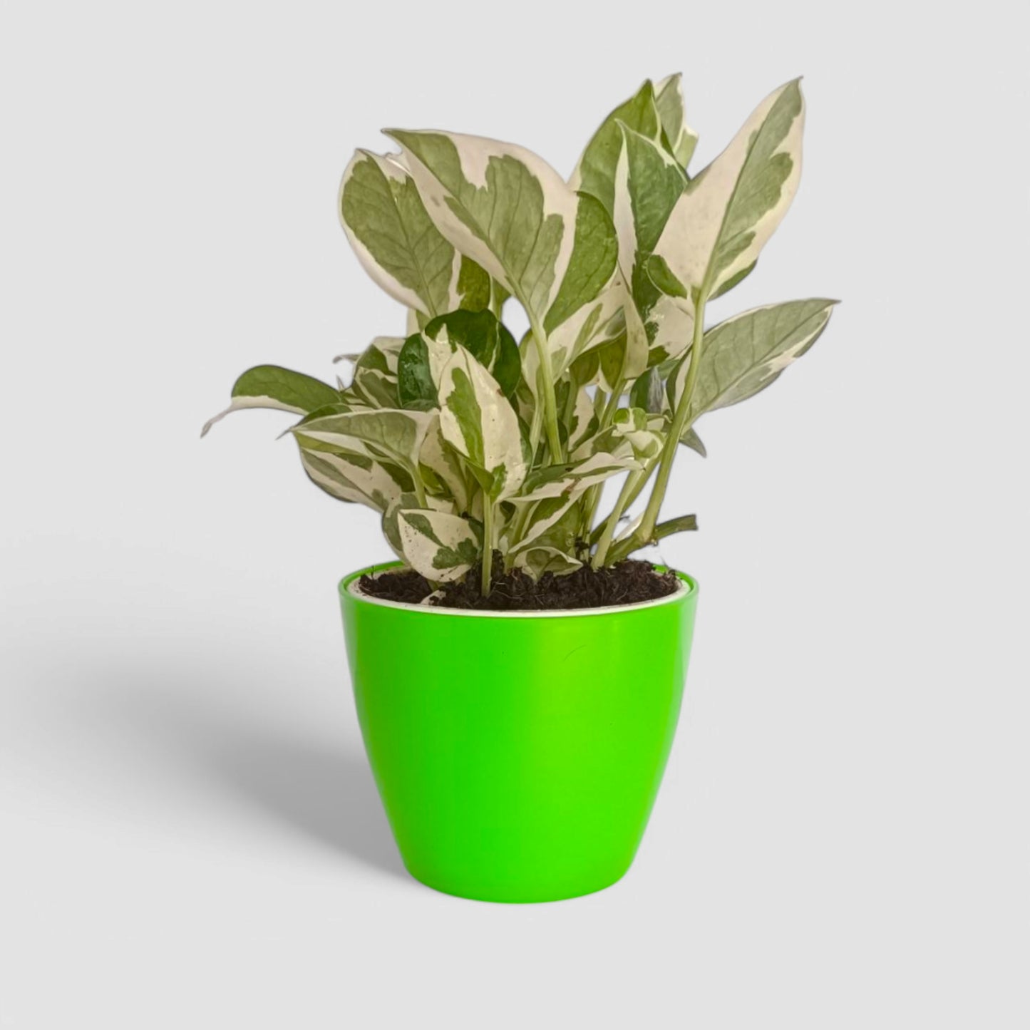 N'Joy Money Plant
