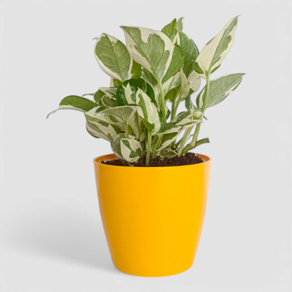 N'Joy Money Plant
