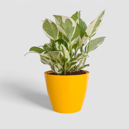 N'Joy Money Plant