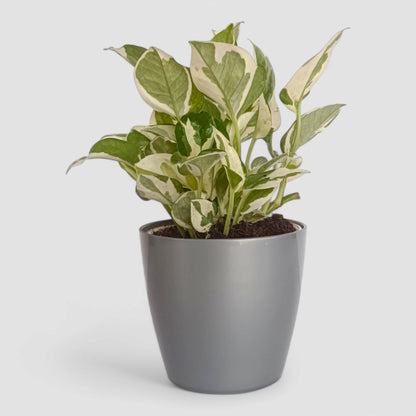 N'Joy Money Plant