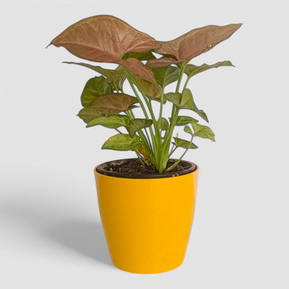 Pink Syngonium Plant