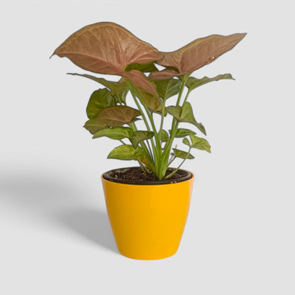 Pink Syngonium Plant