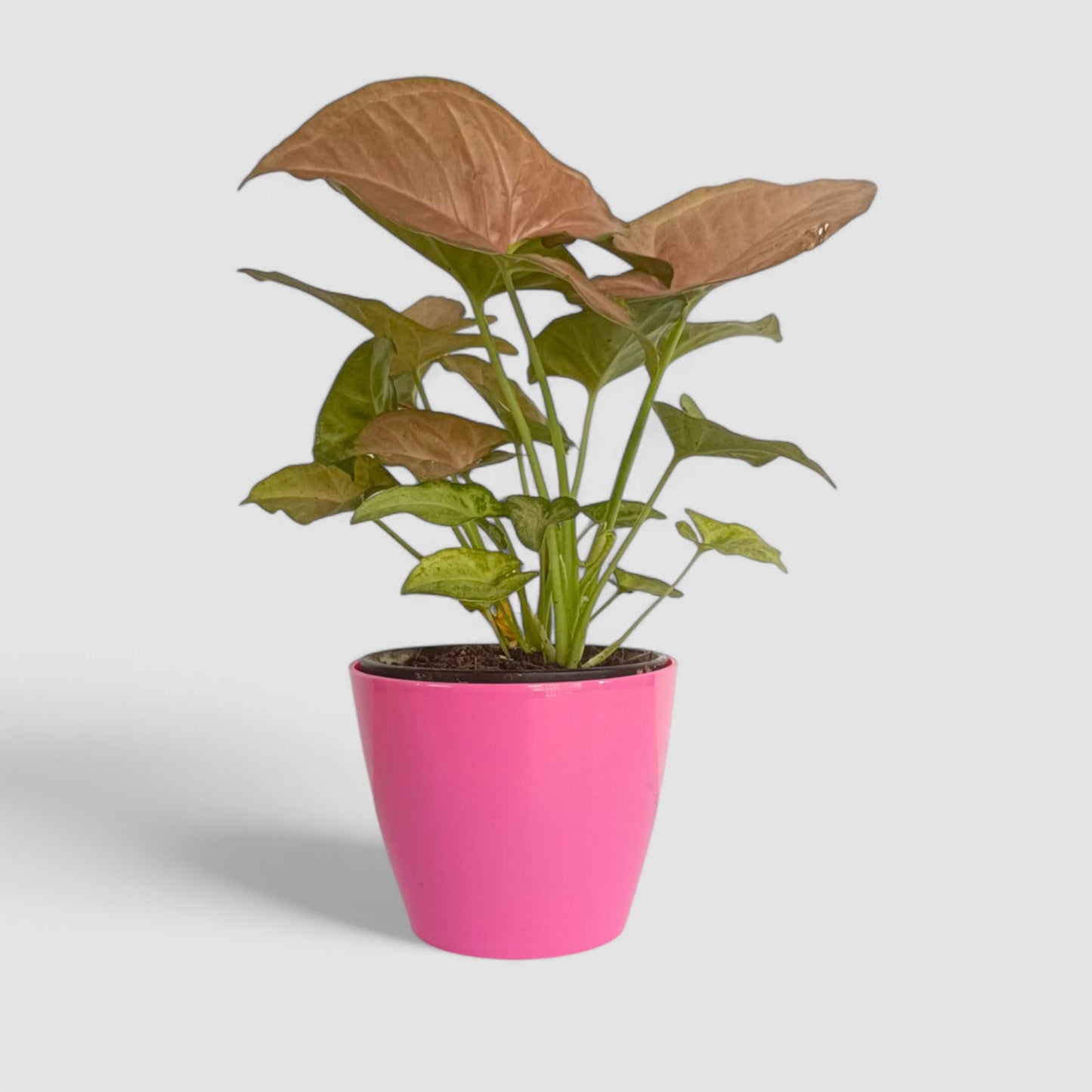 Pink Syngonium Plant