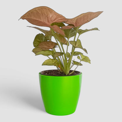 Pink Syngonium Plant