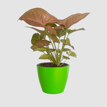 Pink Syngonium Plant