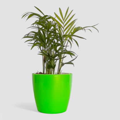 Areca Palm Plant
