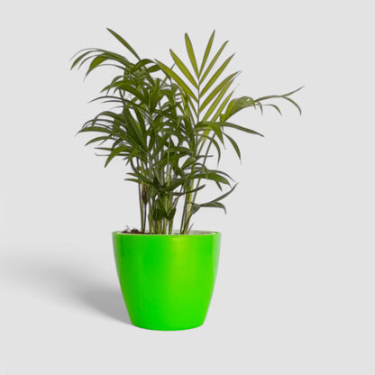 Areca Palm Plant