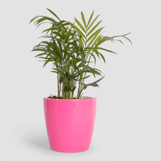 Areca Palm Plant