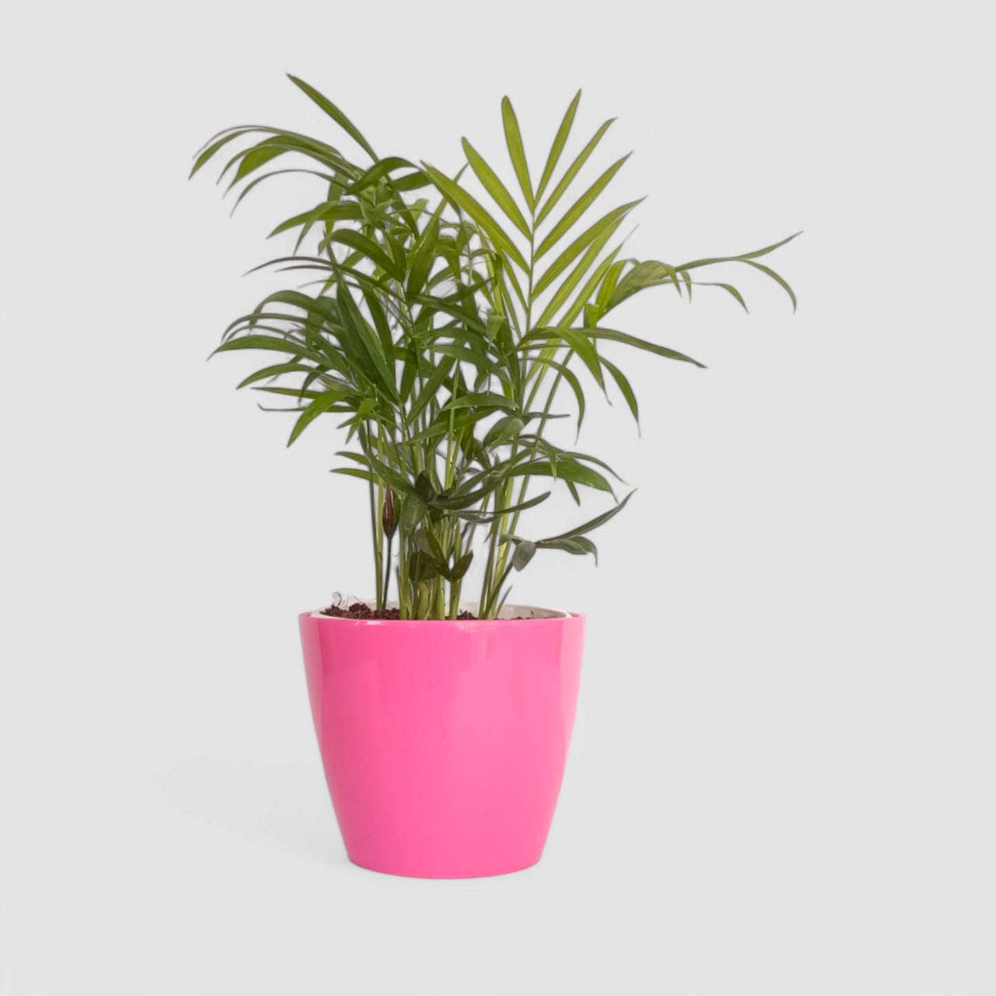 Areca Palm Plant