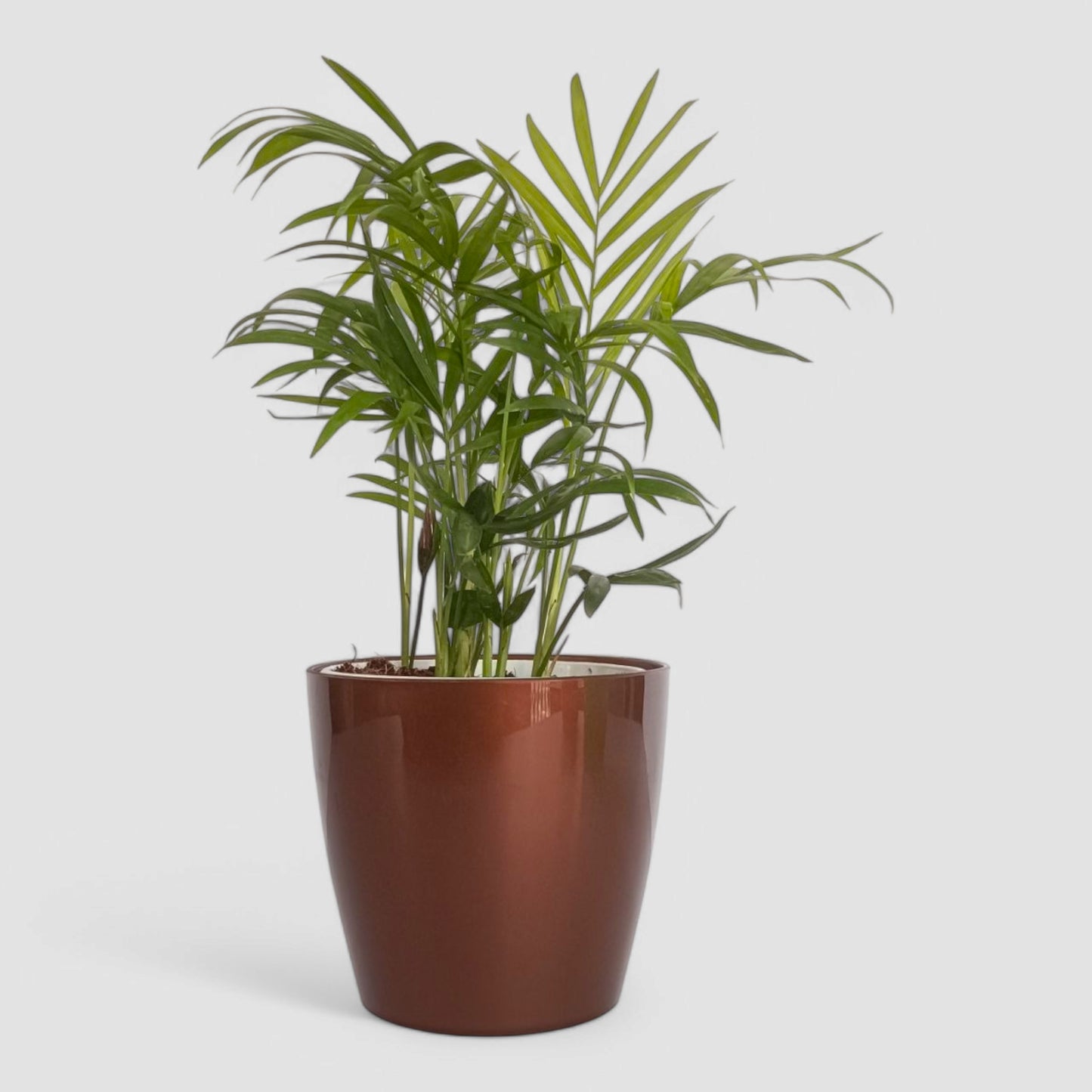 Areca Palm Plant