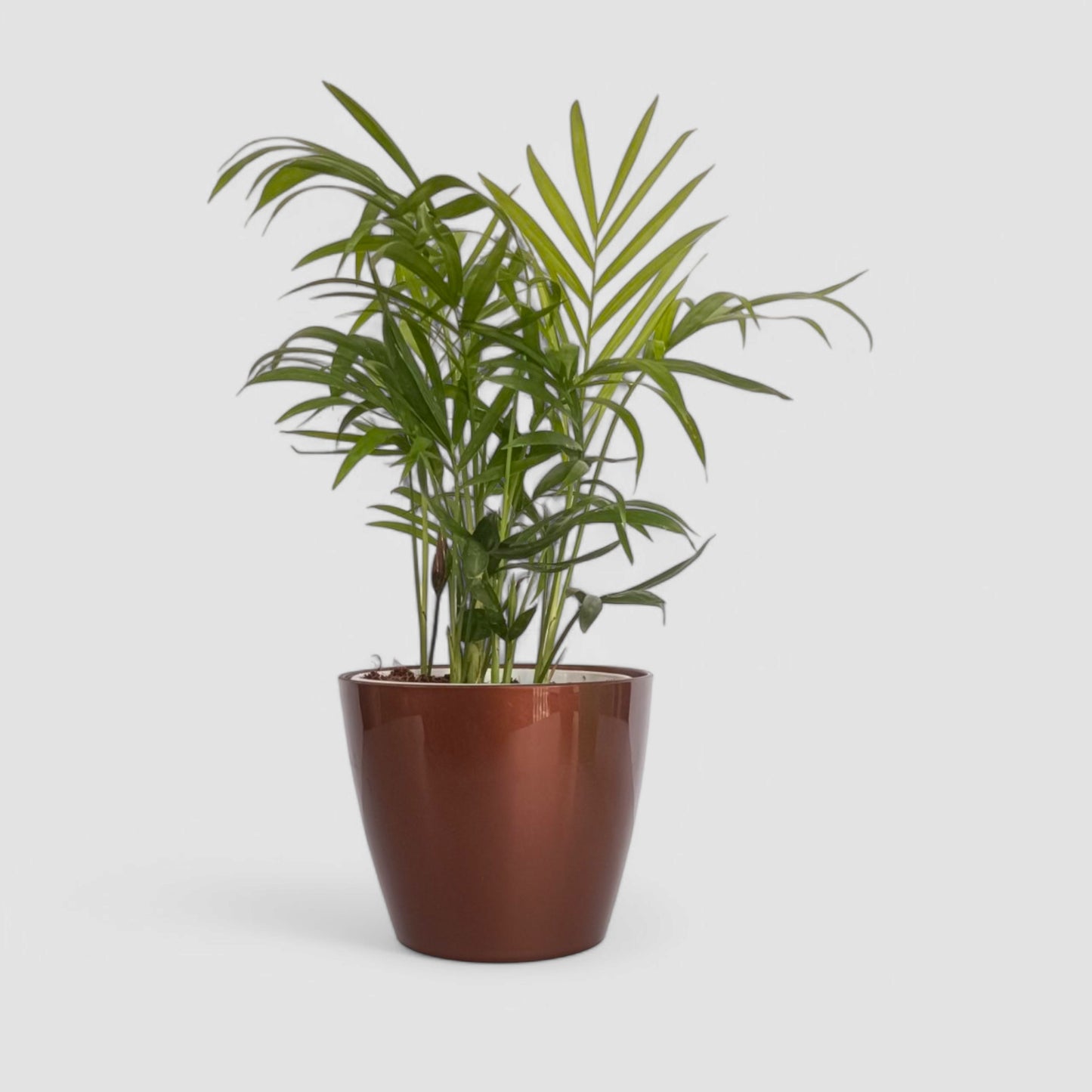 Areca Palm Plant