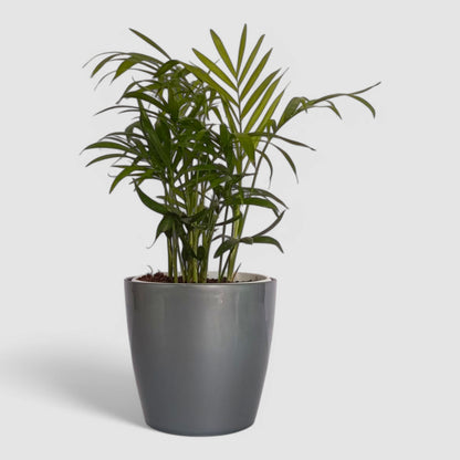 Areca Palm Plant