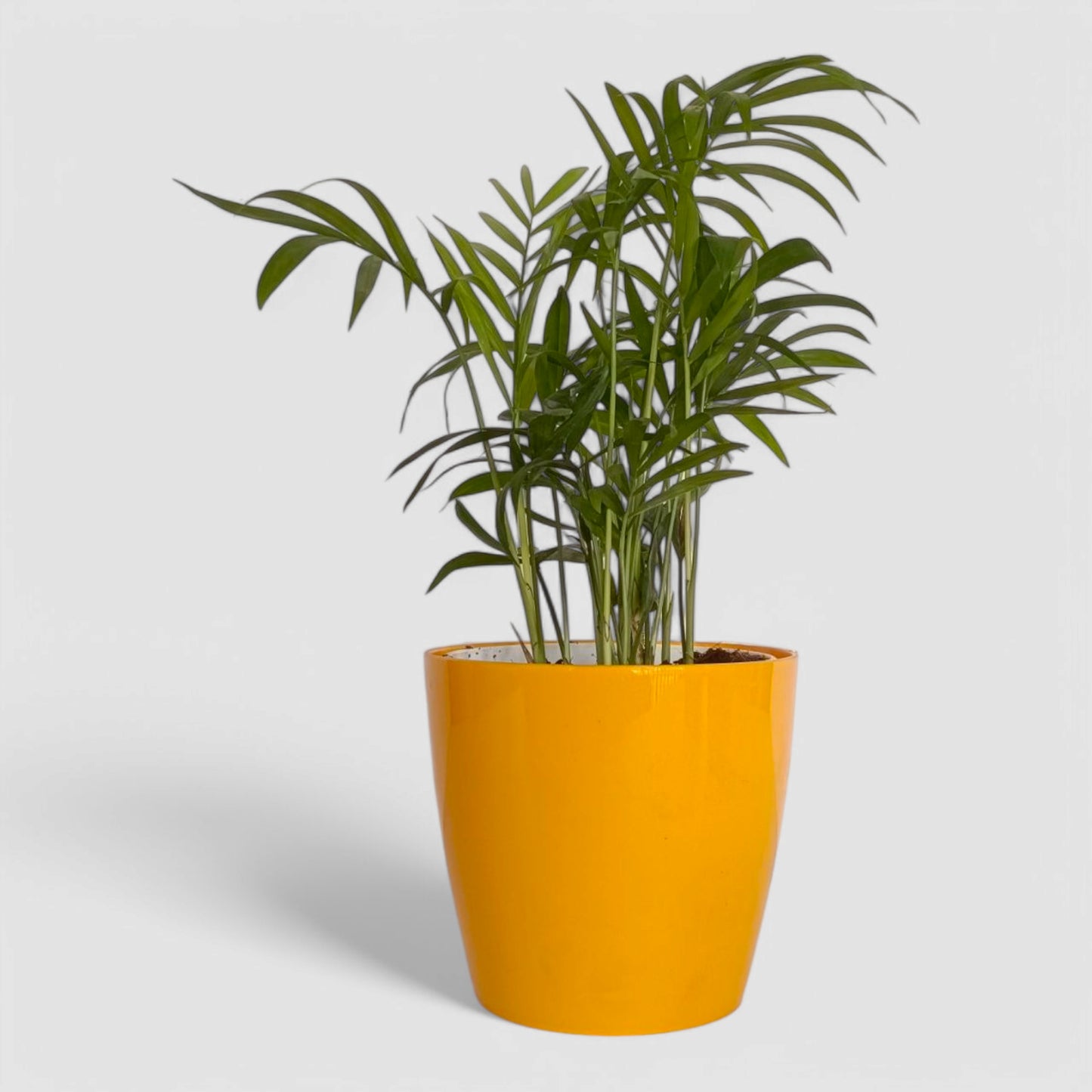 Areca Palm Plant