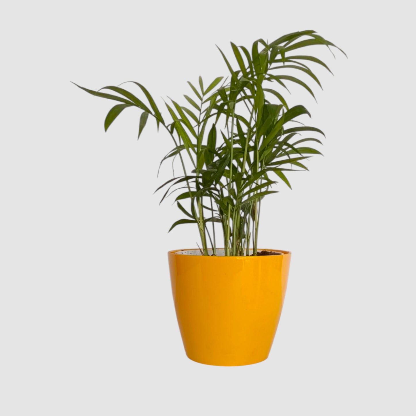 Areca Palm Plant