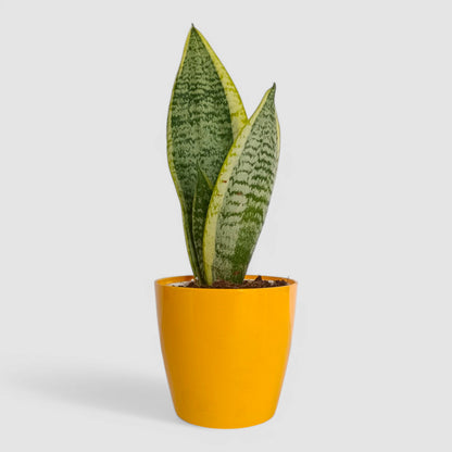 Golden Snake Plant