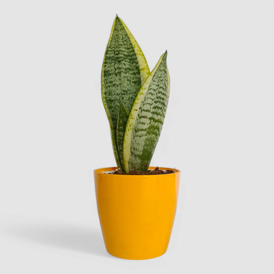 Golden Snake Plant