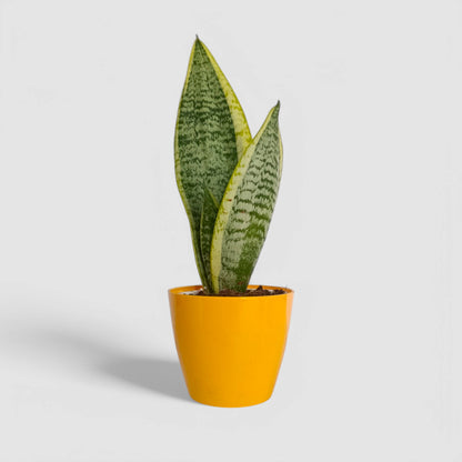 Golden Snake Plant
