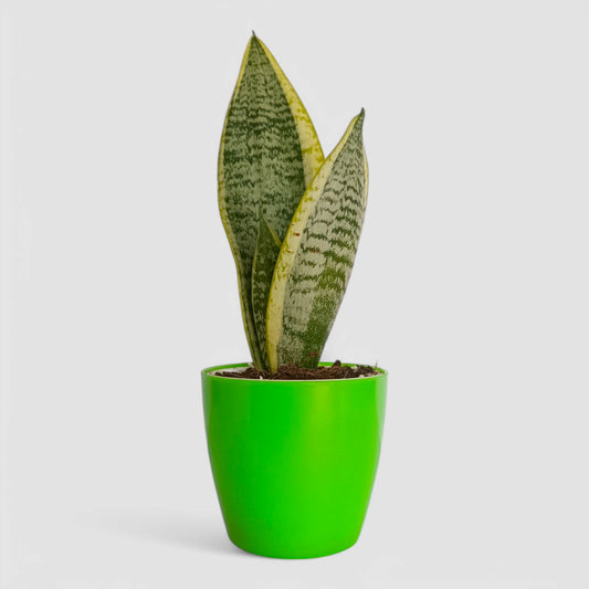 Golden Snake Plant