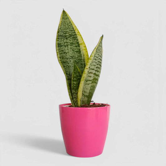 Golden Snake Plant