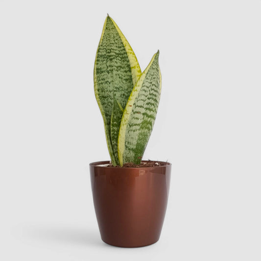 Golden Snake Plant