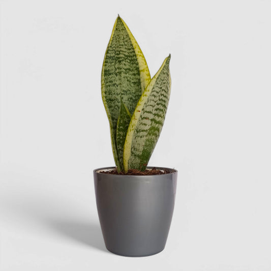 Golden Snake Plant