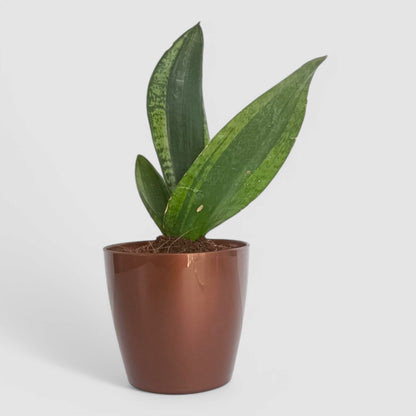 Green Snake Plant