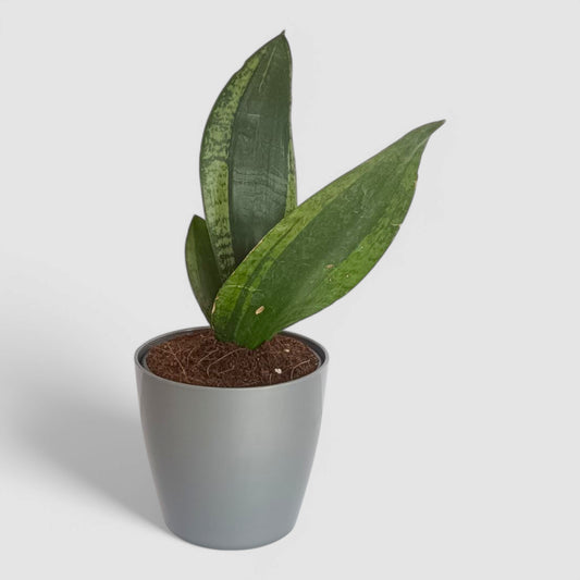 Green Snake Plant