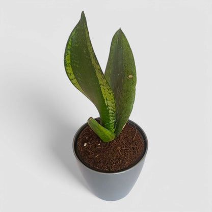 Green Snake Plant