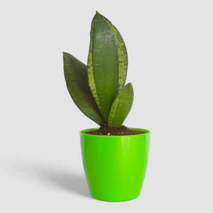 Green Snake Plant