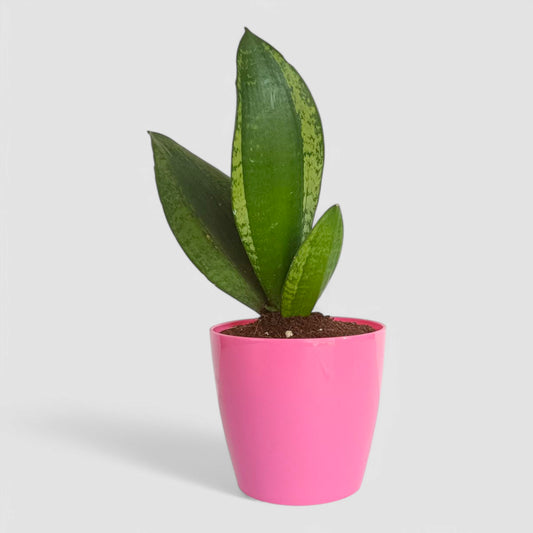 Green Snake Plant