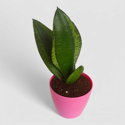Green Snake Plant