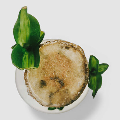 Brazilian Lucky Bamboo Plant with White Plastic Pot